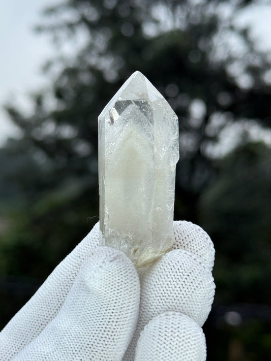 Himalayan Gray Phantom