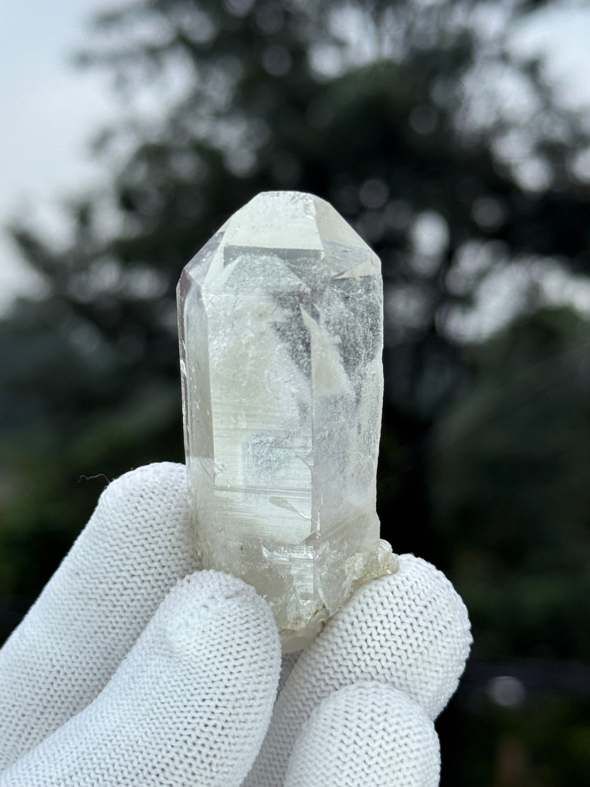Himalayan Gray Phantom