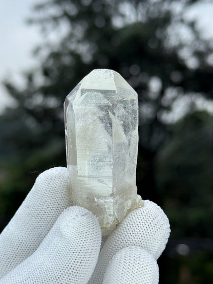 Himalayan Gray Phantom
