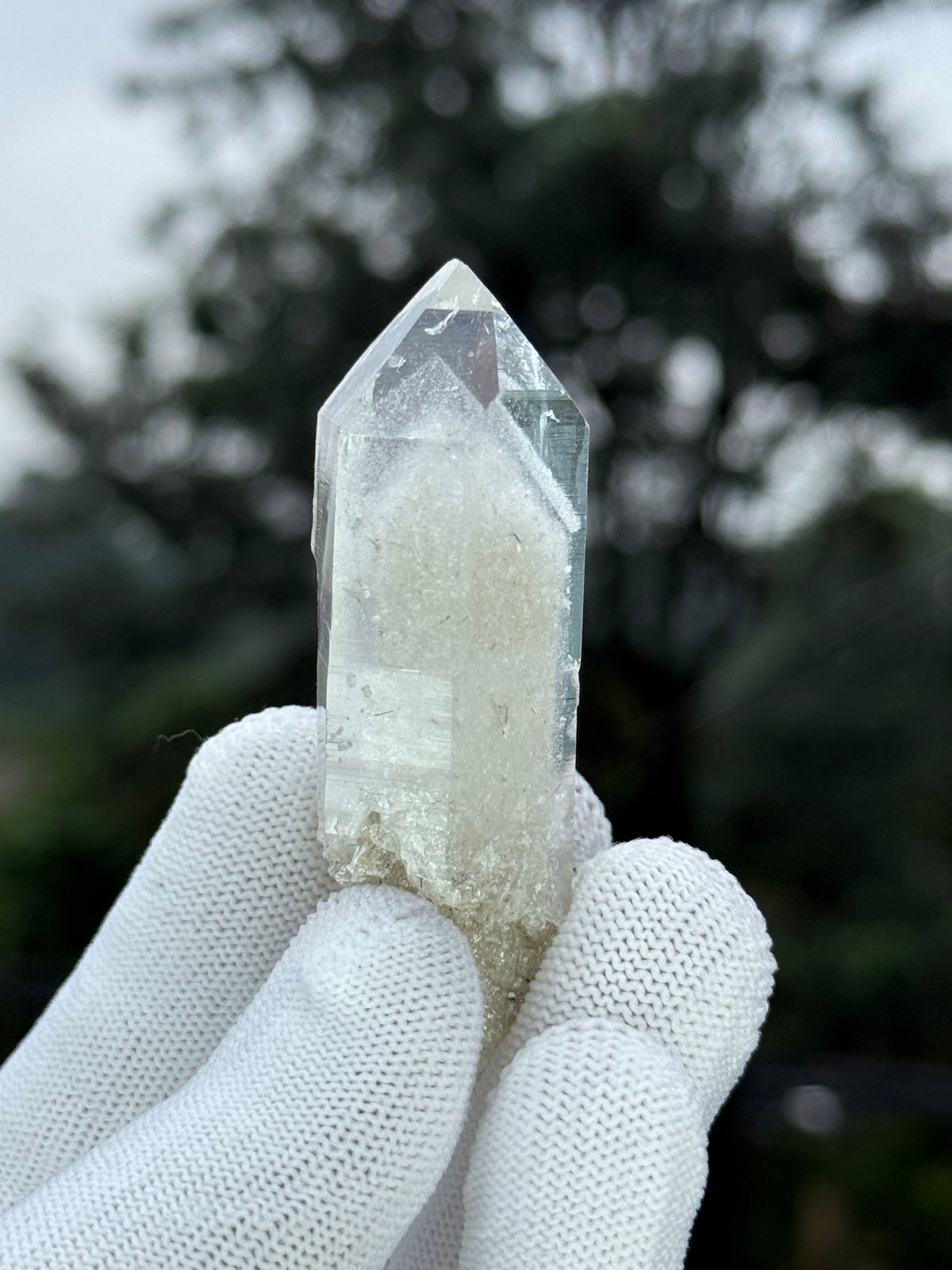 Himalayan Gray Phantom