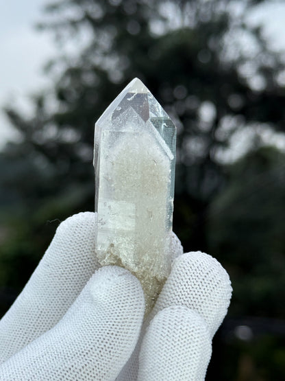 Himalayan Gray Phantom