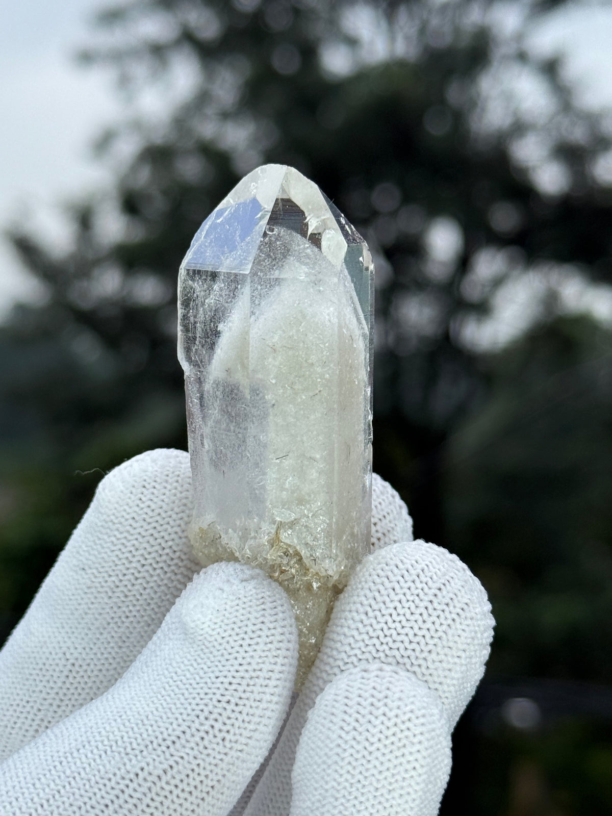 Himalayan Gray Phantom