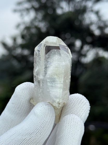 Himalayan Gray Phantom