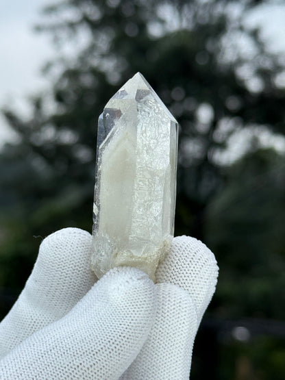 Himalayan Gray Phantom