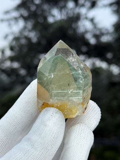 Himalayn Green Phantom