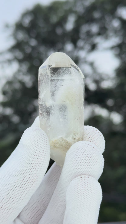 Himalayan Gray Phantom